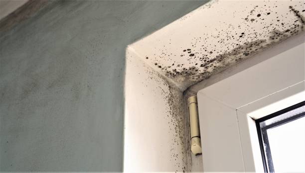 Reliable New Braunfels, TX Mold Removal Solutions