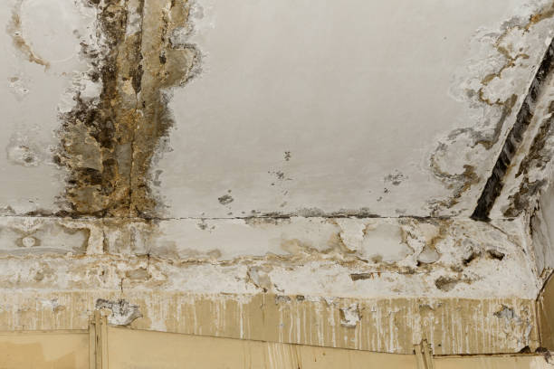 Best Comprehensive Air Testing for Mold Contaminants  in New Braunfels, TX