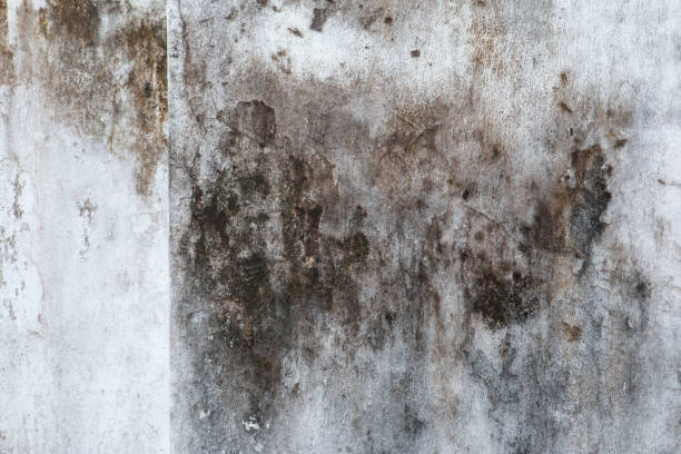 Forensic Mold Investigation in New Braunfels, TX