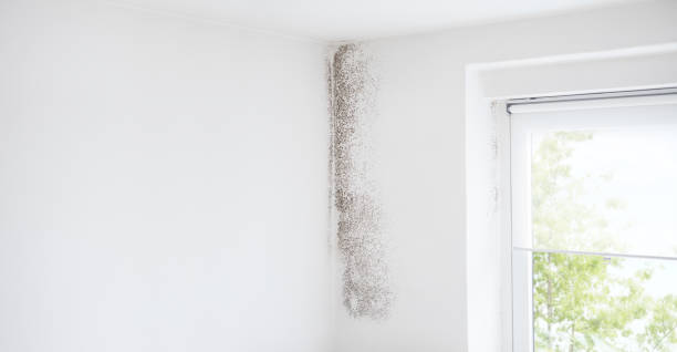 Best Water Damage & Mold Remediation  in New Braunfels, TX