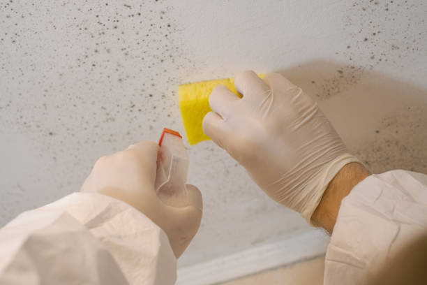 Best Forensic Mold Investigation  in New Braunfels, TX
