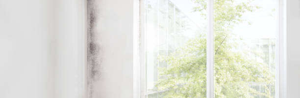 Best Environmental Consulting for Mold Prevention  in New Braunfels, TX