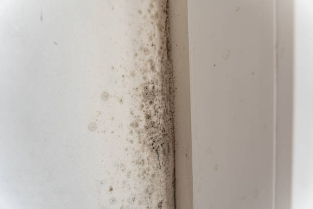 Best Dehumidification Services  in New Braunfels, TX