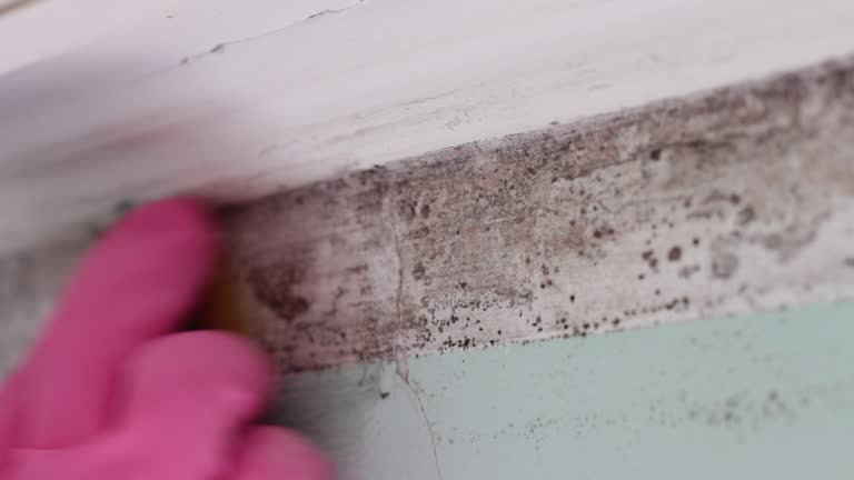 Best Commercial Mold Inspection  in New Braunfels, TX
